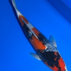 綺麗　錦鯉　2歳野池上がり　昭和三色　大正三色など
