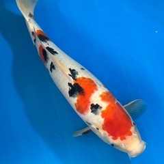 綺麗　錦鯉　2歳野池上がり　昭和三色　大正三色などの画像