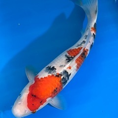 綺麗　錦鯉　2歳野池上がり　昭和三色　大正三色などの画像