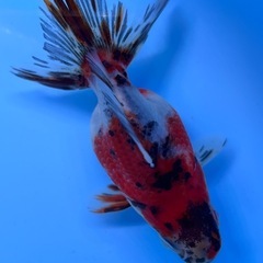 可愛い　ダルマ琉金ショートテール　金魚