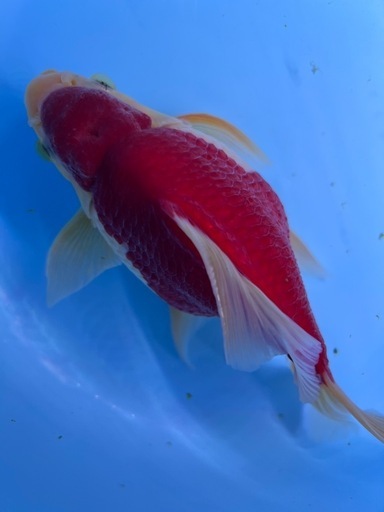 金魚　玉サバ　ビックサイズ　綺麗　