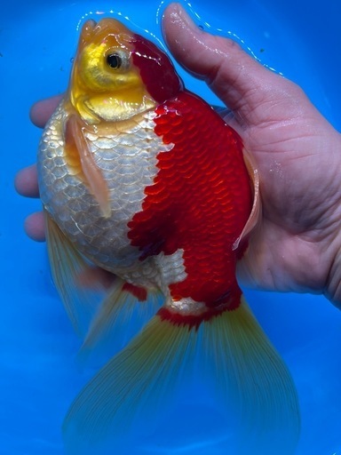 金魚　玉サバ　ビックサイズ　綺麗　