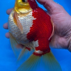 金魚　玉サバ　ビックサイズ　綺麗　の画像