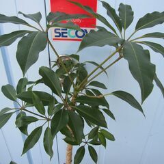 観葉植物　H1400mm程度　ツピタンサスの画像