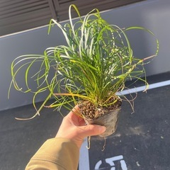 リュウノヒゲ　庭木　植物　　　　