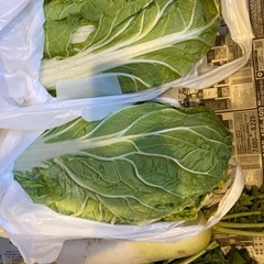 野菜！たっぷりの画像