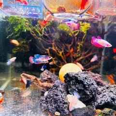 ベタ　雌　熱帯魚　の画像