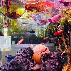 ベタ　雌　熱帯魚　の画像