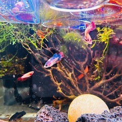 ベタ　雌　熱帯魚　の画像