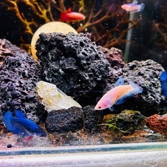 ベタ　雌　熱帯魚　の画像