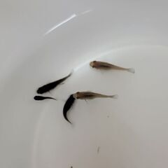熱帯魚 モーリー系 稚魚