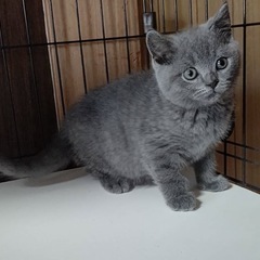 ブリティッシュ 2ヶ月♂