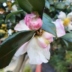 メッセージから、仲良くなったら会いませんか