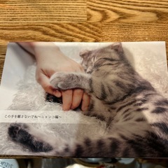 ニャンコとわんこの絵葉書　　30枚