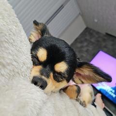 １歳6ヶ月チワワブラックタン女の子