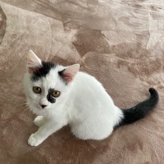 ねずこ3ヶ月☆元気いっぱいな子猫です