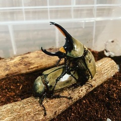 グランドシロカブト　幼虫3頭