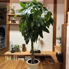 観葉植物パキラ　155cm～160ｃｍの画像