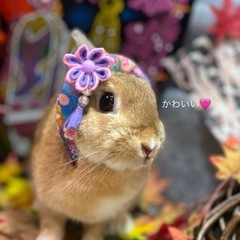 みつかりました