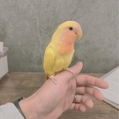 コザクラインコ