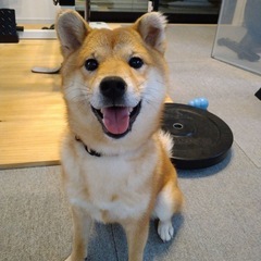 柴犬（雌）4歳　 - 犬