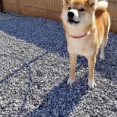 柴犬（雌）4歳　 - 足利市