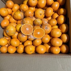 有田みかん🍊２袋のみ　　受付終了
すっぽかしが出ましたから再出品...