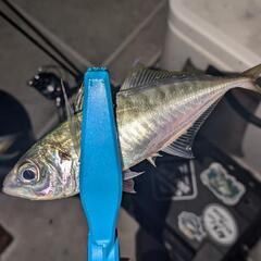 釣り友欲しいなぁ