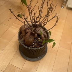 ガジュマル