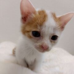 生後1か月半　茶白男の子③里親さん募集します🐈