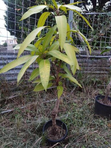 掲載期間わずか！貴妃マンゴー接木苗