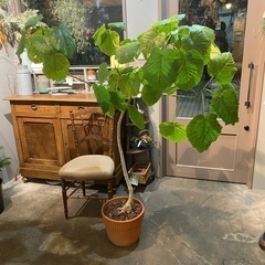 差し上げます！観葉植物:ウンベラータ
