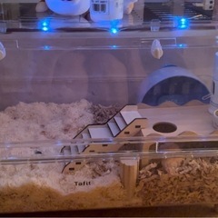 ハムスターケージセット🐹