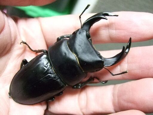 奈良県産オオクワガタ F6 ♂72ミリ ♀43.3ミリ ペア