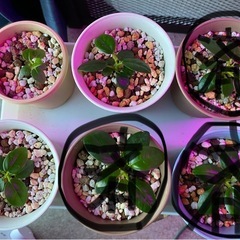【お取引決定】実生パンダガジュマルの小苗【観葉植物 】