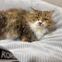 マンチカン短足長毛3才