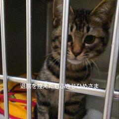 2025/01/12　不妊手術していただきました！もふきじひめさま　キジトラ　メス　4ヶ月齢ほど - 伊勢市