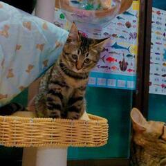 2025/01/12　不妊手術していただきました！もふきじひめさま　キジトラ　メス　4ヶ月齢ほど - 猫