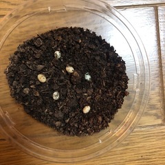 ヘラクレスオオカブトの卵