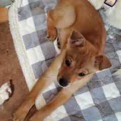 ❤️❤️❤️人なつっこい約２ヶ月の男の子❤️❤️❤️ - 犬
