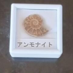 アンモナイト　化石