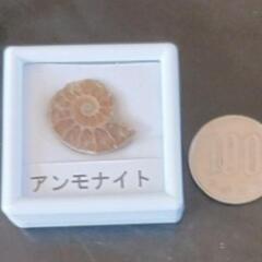 アンモナイト　化石の画像