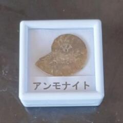 アンモナイト　化石