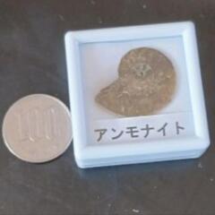 アンモナイト　化石の画像