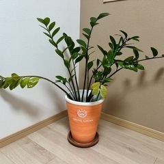 【取引終了】観葉植物ザミフォーリア
