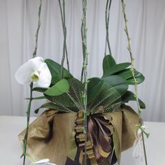 胡蝶蘭　3鉢まとめての画像
