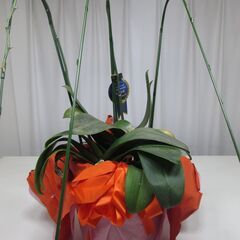 胡蝶蘭　3鉢まとめての画像