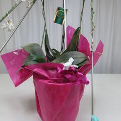 胡蝶蘭　3鉢まとめての画像