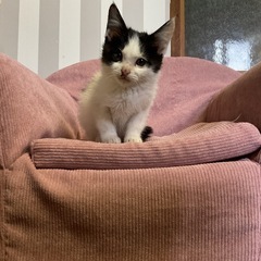 ハチワレ仔猫ちゃん　とっても可愛い！