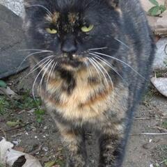 マメ♀️まるまるサビ猫ちゃん半年避妊手術済